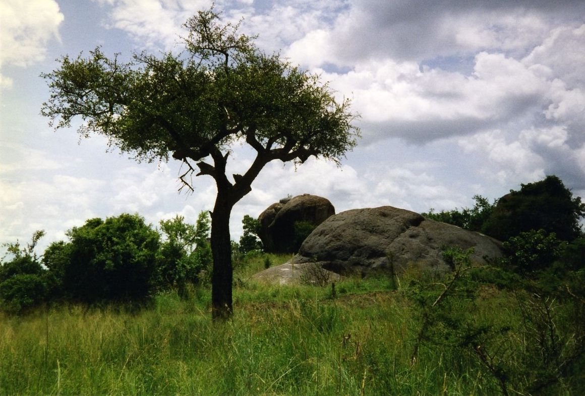 Photograph of Omorogoro tree in Nyeberekera